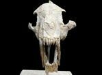 False Saber-Tooth Cat (Hoplophoneus) Skull - South Dakota #78249-10